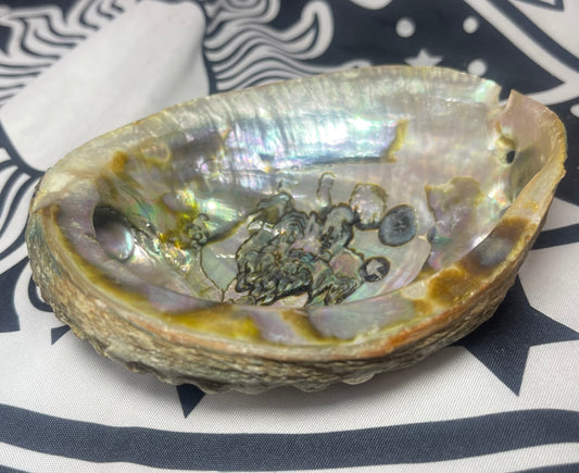 Abalone Shell